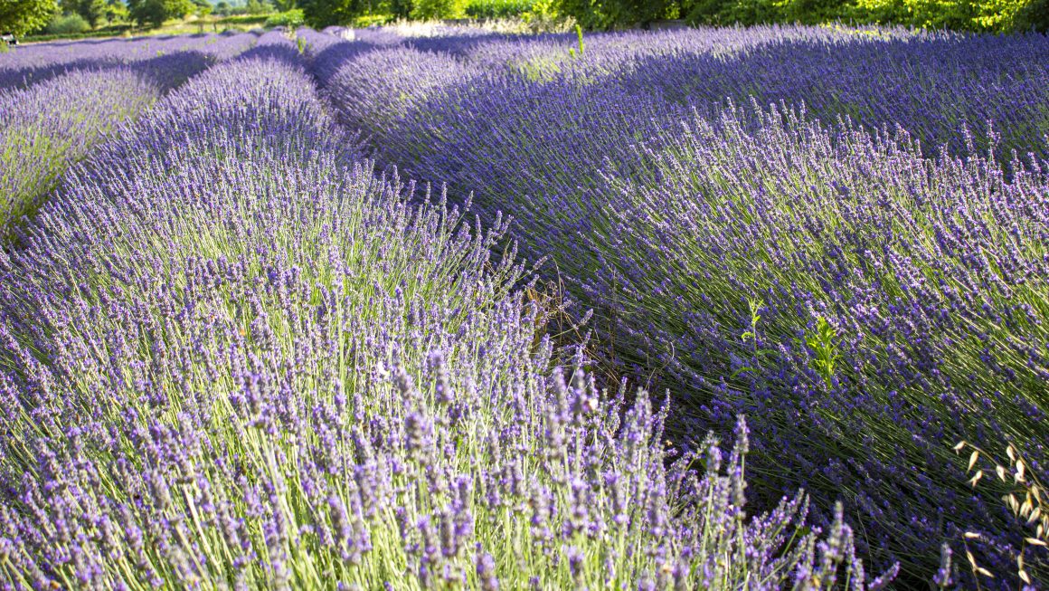 Tra cuscini odorosi di lavanda